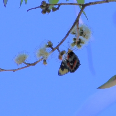 Delias harpalyce (Imperial Jezebel) at Yackandandah, VIC - 6 Feb 2022 by KylieWaldon