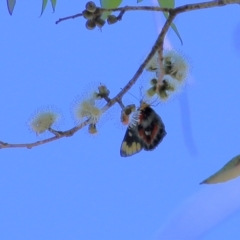 Unidentified White & Yellow (Pieridae) (TBC) at Yackandandah, VIC - 5 Feb 2022 by KylieWaldon