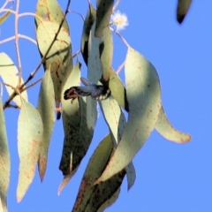 Delias harpalyce at Yackandandah, VIC - 6 Feb 2022 08:37 AM