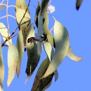 Delias harpalyce at Yackandandah, VIC - 6 Feb 2022 08:37 AM