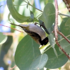 Melithreptus lunatus (White-naped Honeyeater) at Yackandandah, VIC - 6 Feb 2022 by KylieWaldon