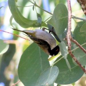 Melithreptus lunatus at Yackandandah, VIC - 6 Feb 2022