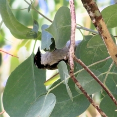 Melithreptus lunatus at Yackandandah, VIC - 6 Feb 2022