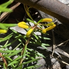 Persoonia chamaepeuce (Dwarf Geebung) at Kosciuszko National Park, NSW - 22 Jan 2022 by NedJohnston