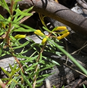 Persoonia chamaepeuce at Kosciuszko National Park, NSW - 22 Jan 2022