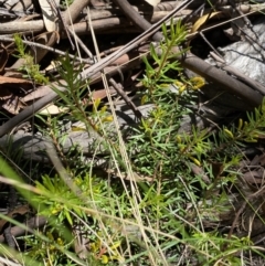 Persoonia chamaepeuce at Kosciuszko National Park, NSW - 22 Jan 2022
