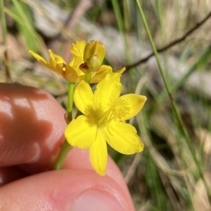 Bulbine bulbosa at Kosciuszko National Park, NSW - 22 Jan 2022 10:25 AM