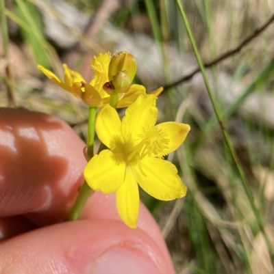 Bulbine bulbosa (Golden Lily) at Kosciuszko National Park, NSW - 21 Jan 2022 by Ned_Johnston