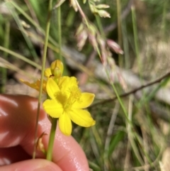 Bulbine bulbosa at Kosciuszko National Park, NSW - 22 Jan 2022 10:25 AM