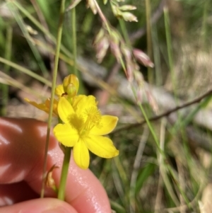 Bulbine bulbosa at Kosciuszko National Park, NSW - 22 Jan 2022 10:25 AM