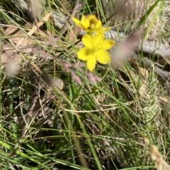 Bulbine bulbosa at Kosciuszko National Park, NSW - 22 Jan 2022 10:25 AM