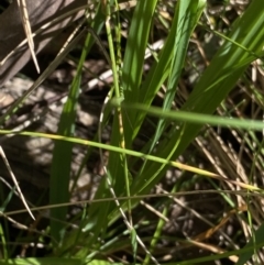 Bulbine bulbosa at Kosciuszko National Park, NSW - 22 Jan 2022