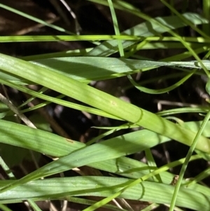 Bulbine bulbosa at Kosciuszko National Park, NSW - 22 Jan 2022