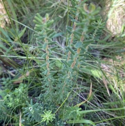 Acrothamnus hookeri (Mountain Beard Heath) at Kosciuszko National Park, NSW - 22 Jan 2022 by NedJohnston