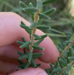 Acrothamnus hookeri at Kosciuszko National Park, NSW - 22 Jan 2022