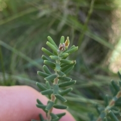 Acrothamnus hookeri at Kosciuszko National Park, NSW - 22 Jan 2022