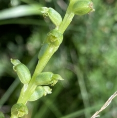Microtis unifolia (Common Onion Orchid) at Kosciuszko National Park, NSW - 22 Jan 2022 by NedJohnston