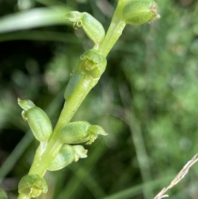 Microtis unifolia (Common Onion Orchid) at Kosciuszko National Park - 21 Jan 2022 by Ned_Johnston