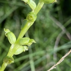 Microtis unifolia at Kosciuszko National Park, NSW - suppressed