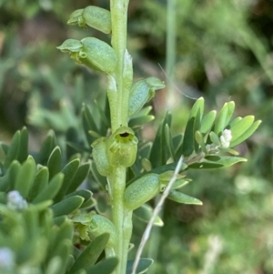 Microtis unifolia at Kosciuszko National Park, NSW - suppressed