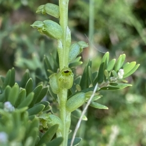 Microtis unifolia at Kosciuszko National Park, NSW - 22 Jan 2022