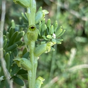 Microtis unifolia at Kosciuszko National Park, NSW - suppressed