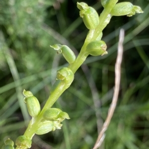 Microtis unifolia at Kosciuszko National Park, NSW - 22 Jan 2022