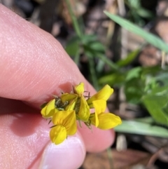 Lotus corniculatus (Birds-Foot Trefoil) at Jindabyne, NSW - 22 Jan 2022 by NedJohnston
