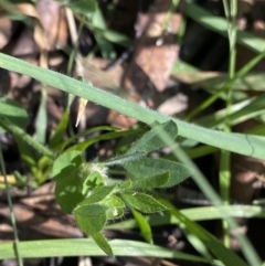 Lotus corniculatus at Jindabyne, NSW - 22 Jan 2022 10:17 AM