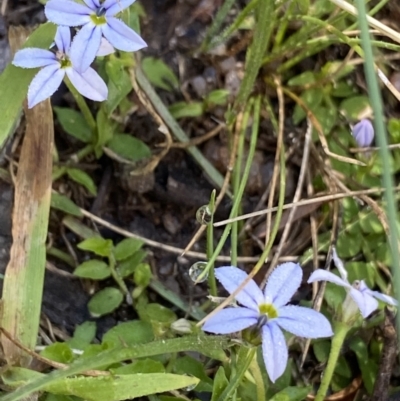 Lobelia pedunculata (Matted Pratia) at Jindabyne, NSW - 21 Jan 2022 by Ned_Johnston