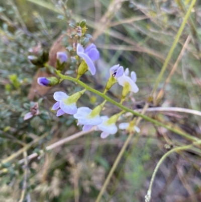 Glycine sp. at Kosciuszko National Park - 21 Jan 2022 by Ned_Johnston