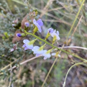 Glycine sp. at Kosciuszko National Park, NSW - 22 Jan 2022
