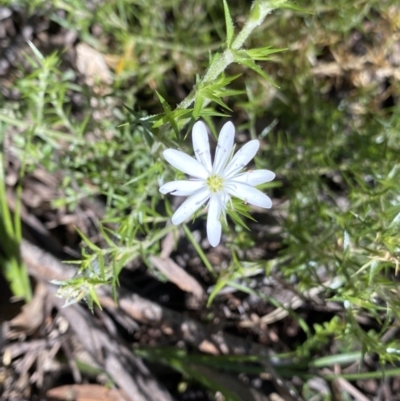 Stellaria pungens (Prickly Starwort) at Jindabyne, NSW - 22 Jan 2022 by NedJohnston