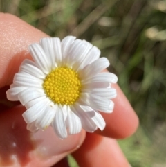 Brachyscome aculeata (Hill Daisy) at Kosciuszko National Park, NSW - 21 Jan 2022 by Ned_Johnston