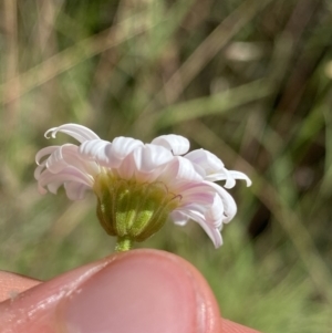 Brachyscome aculeata at Kosciuszko National Park, NSW - 22 Jan 2022