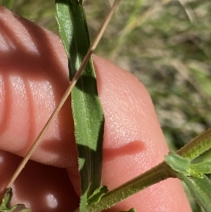 Brachyscome aculeata at Kosciuszko National Park, NSW - 22 Jan 2022