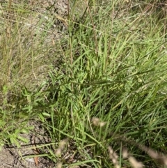 Brachyscome aculeata at Kosciuszko National Park, NSW - 22 Jan 2022