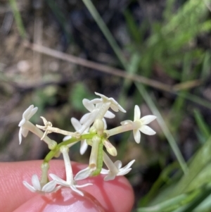 Stackhousia monogyna at Kosciuszko National Park, NSW - 22 Jan 2022