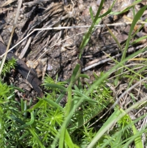 Stackhousia monogyna at Kosciuszko National Park, NSW - 22 Jan 2022