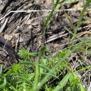 Stackhousia monogyna at Kosciuszko National Park, NSW - 22 Jan 2022