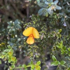 Mirbelia oxylobioides (Mountain Mirbelia) at Kosciuszko National Park, NSW - 22 Jan 2022 by NedJohnston