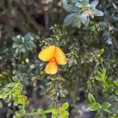 Mirbelia oxylobioides (Mountain Mirbelia) at Kosciuszko National Park, NSW - 21 Jan 2022 by Ned_Johnston