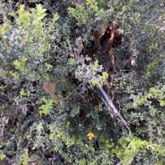 Mirbelia oxylobioides at Kosciuszko National Park, NSW - 22 Jan 2022 10:05 AM