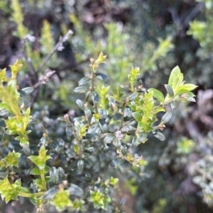 Mirbelia oxylobioides at Kosciuszko National Park, NSW - 22 Jan 2022