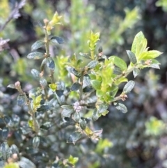 Mirbelia oxylobioides at Kosciuszko National Park, NSW - 22 Jan 2022 10:05 AM