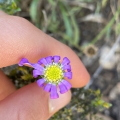 Calotis scabiosifolia var. integrifolia (Rough Burr-daisy) at Kosciuszko National Park - 21 Jan 2022 by Ned_Johnston