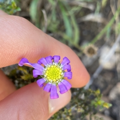 Calotis scabiosifolia var. integrifolia (Rough Burr-daisy) at Jindabyne, NSW - 22 Jan 2022 by NedJohnston