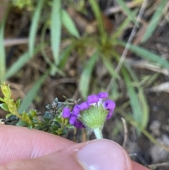 Calotis scabiosifolia var. integrifolia at Jindabyne, NSW - 22 Jan 2022 10:04 AM