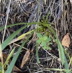 Calotis scabiosifolia var. integrifolia at Jindabyne, NSW - 22 Jan 2022 10:04 AM