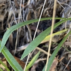 Calotis scabiosifolia var. integrifolia at Jindabyne, NSW - 22 Jan 2022